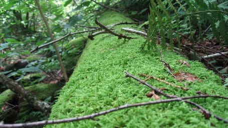 fallen log with bright green moss growing on it