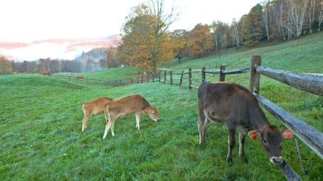 Cows on grassy hillside