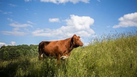 steer in tall grass