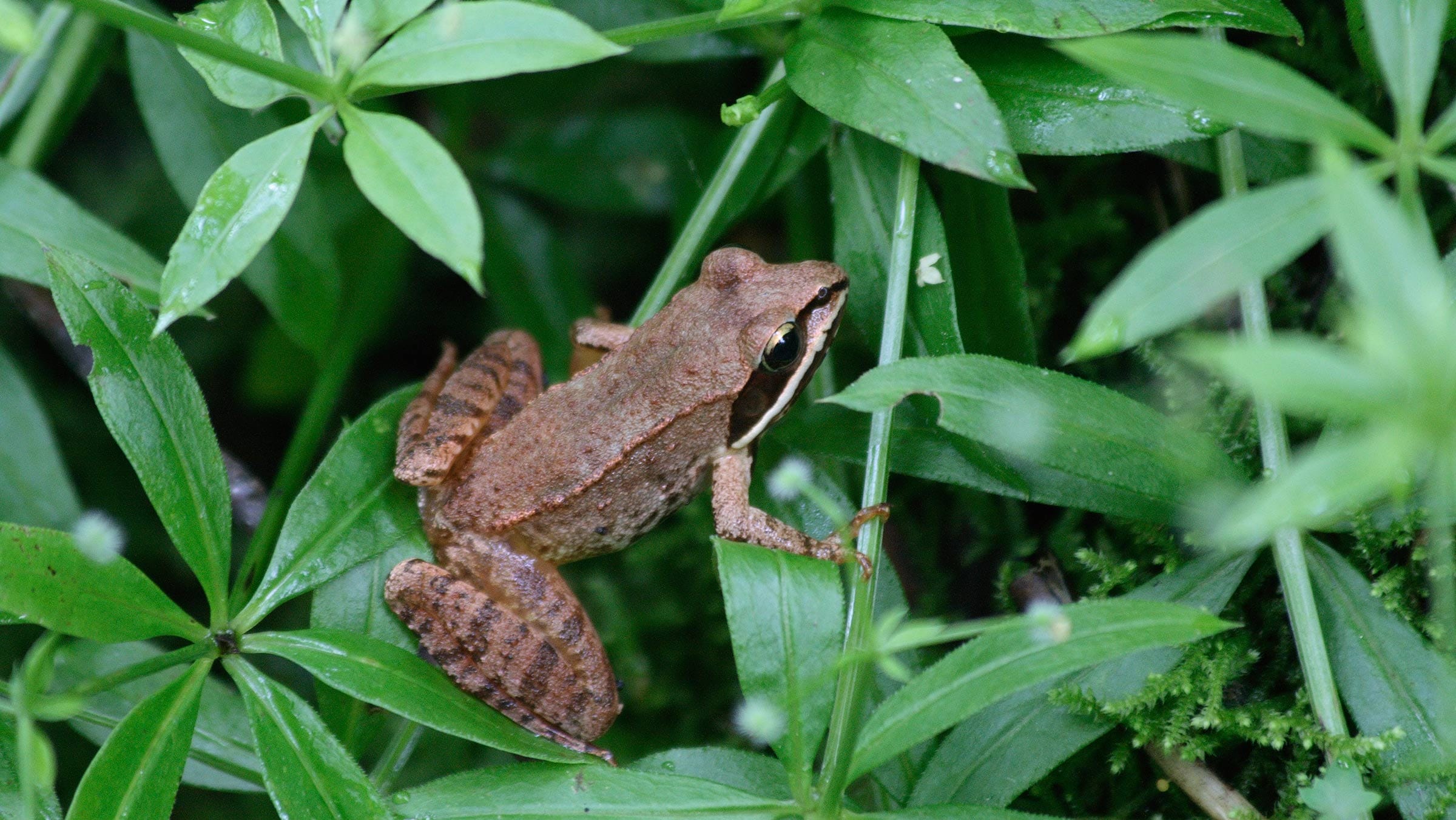 What's That Sound? Wood Frogs! - Vermont Land Trust