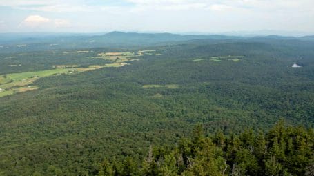 View of huge forest from top of Elmore Mountain