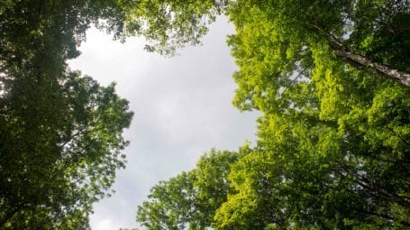 photo looking up to sky through opening in forest canopy in summer