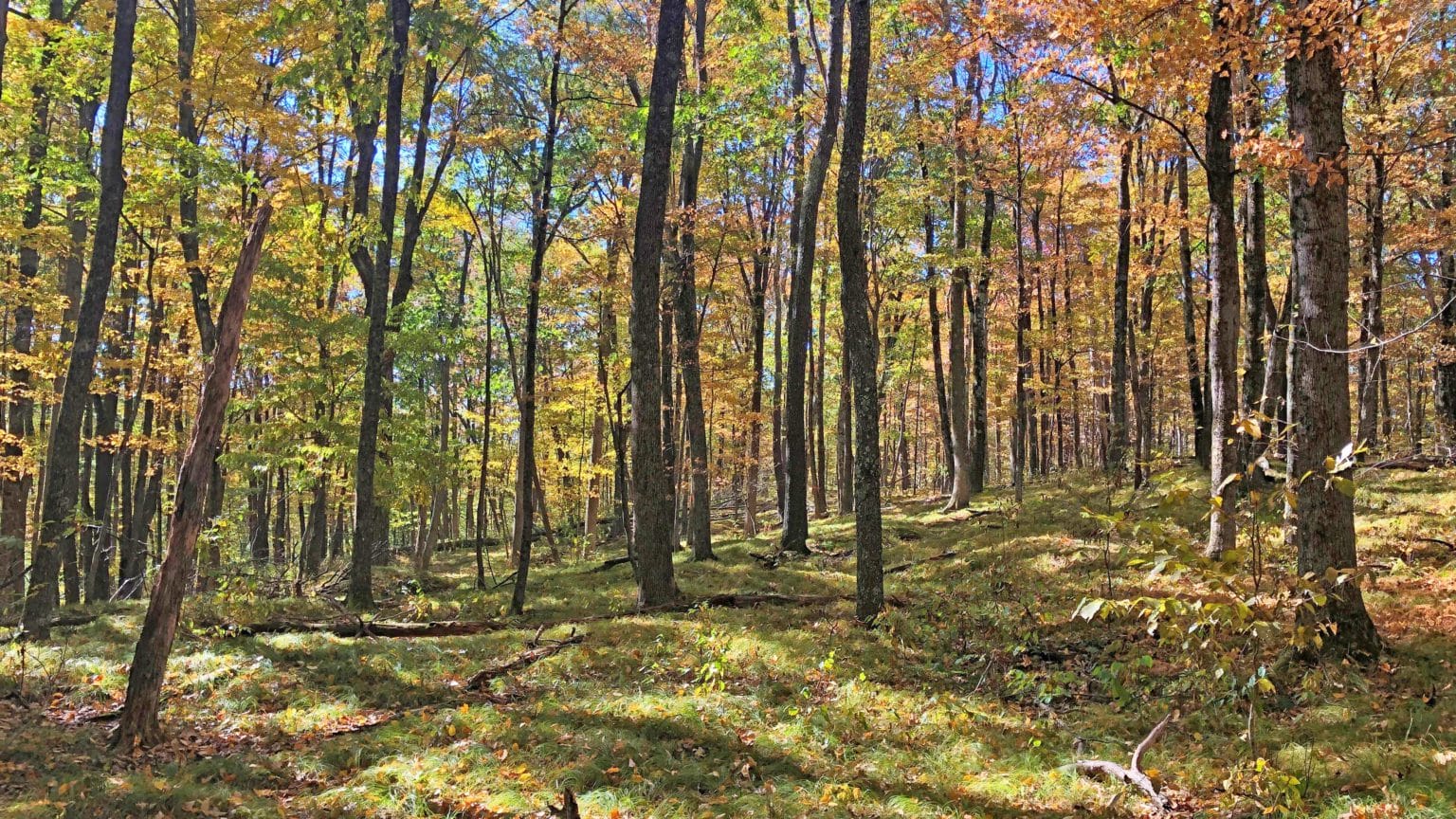 Couple decides to donate land in Vermont for the forest's future