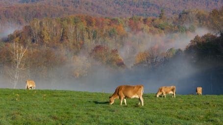 cows grazing on pasture with foliage in the back