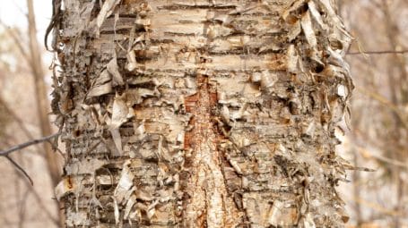 peeling yellow birch bark