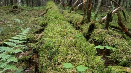 long-fallen log covered with moss and seedlings, a nurse log