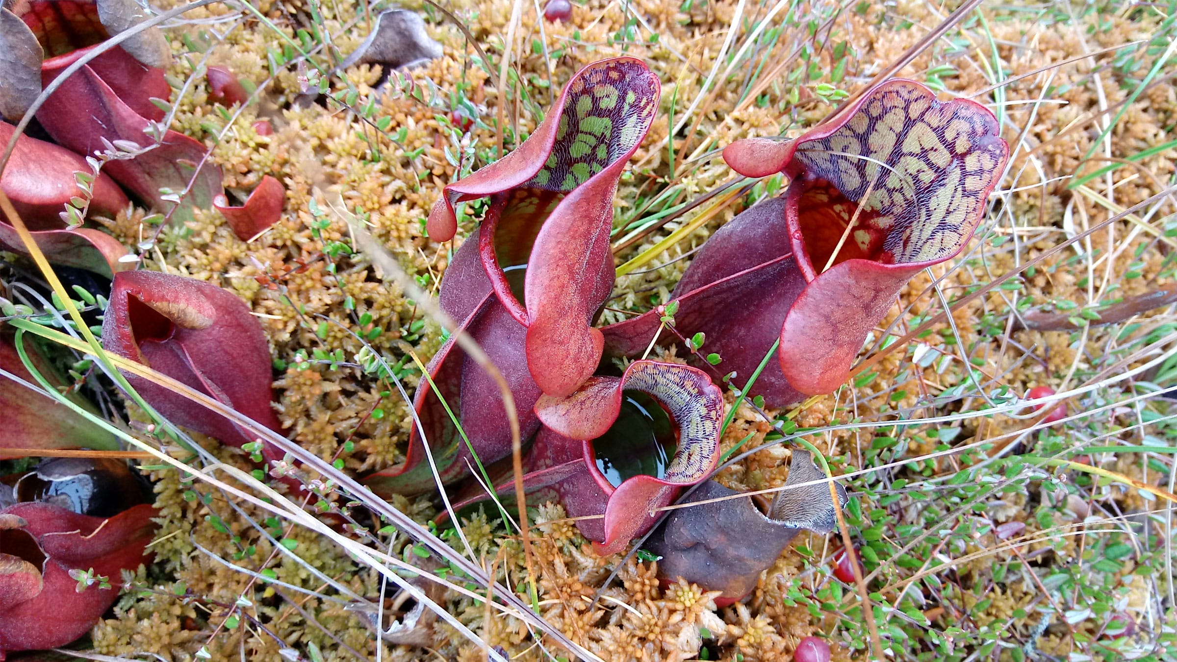 Sphagnum moss black tips? : r/carnivorousplants