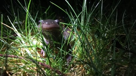 Salamander peeking through grass