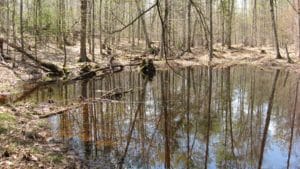 vernal pool in forest
