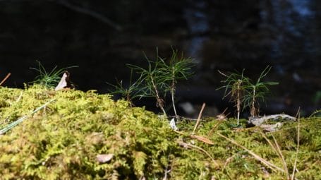 mossy old forest nurse log with pine seedlings growing out of it
