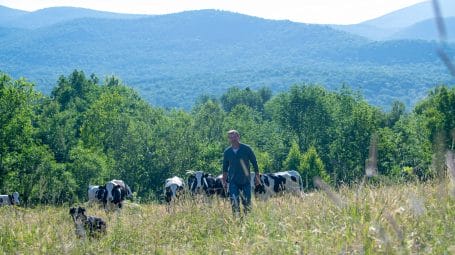 farmer walking in field with herd of cows