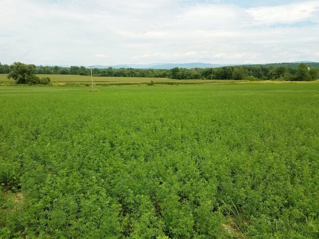 Summertime view of alfalfa growing in Champlain Valley farmland owned by Roger Wales