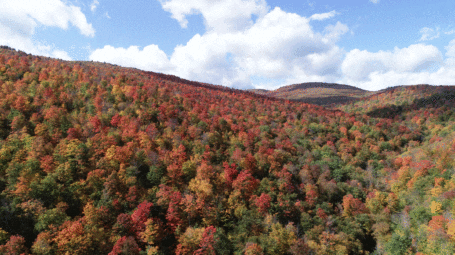 Aerial view of colorful fall forest in Northfield Mountains, Vermont