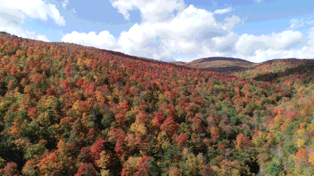Aerial view of colorful fall forest in Northfield Mountains, Vermont