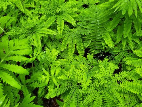 Green foliage on forest floor - Maidenhair fern viewed from top down - Danville Vermont - Fairbanks Museum Nature Preserve at the Matsinger Forest