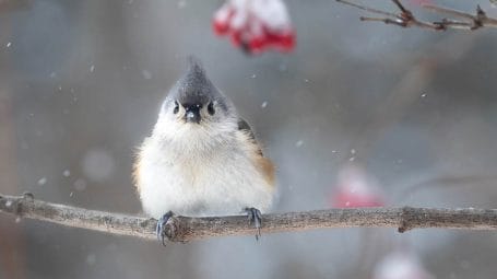 tufted titmouse, a common winter bird in Vemront, perched on a snowy branch looking at camera