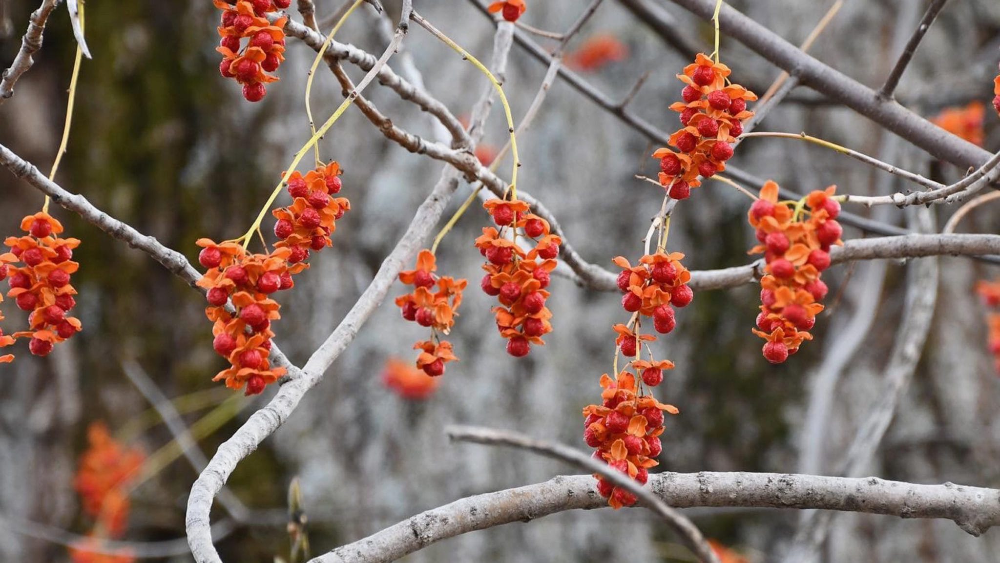 Identify Common Trees in Vermont Vermont Land Trust
