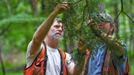 forester examining a hemlock for woolly adelgid, one of the invasive insects that threatens forests in a changing climate