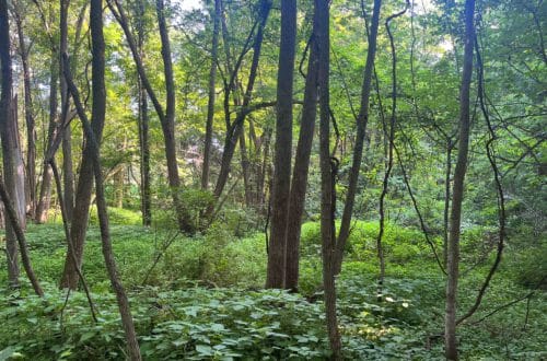 a shaded area of woods with shrubs. Weybridge Vermont. Otter Creek. 