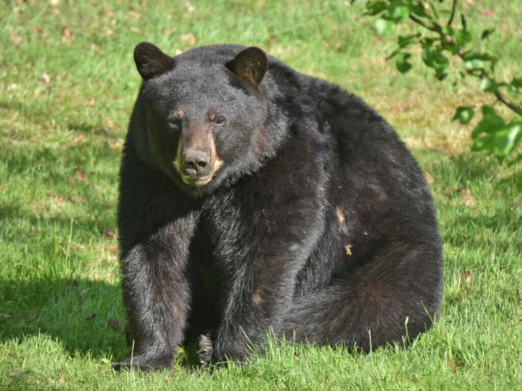 Large black bear sitting on grass
