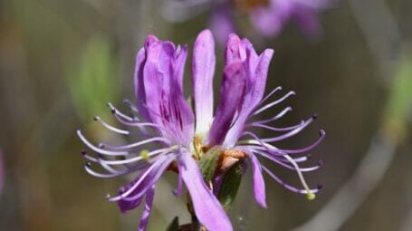close up of purple wildflower
