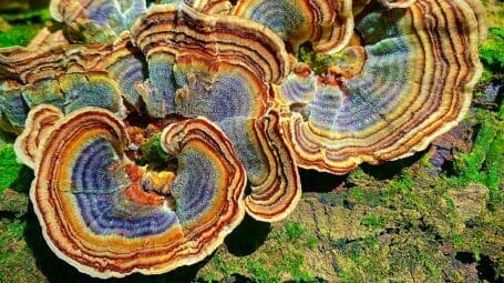 Rainbow turkey tail mushroom