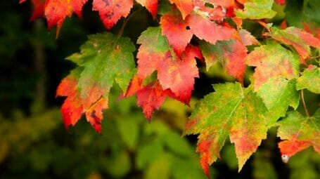 Close up of maple leaves turning red during foliage season