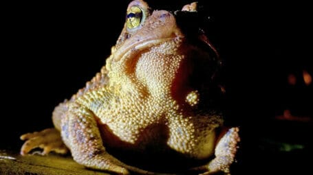 Night-time photo of toad - Granville land protected for wildlife conservation and species biodiversity