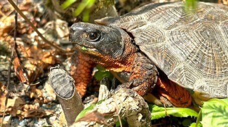 close up of a wood turtle looking at the camera in riverside habitat near the Winooski River in Vermont