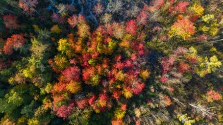 aerial photo of fall forest - Watershed Center, Bristol