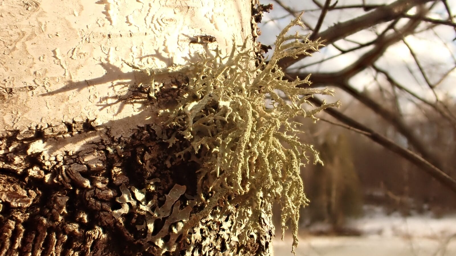 How to identify hemlock trees Vermont Land Trust