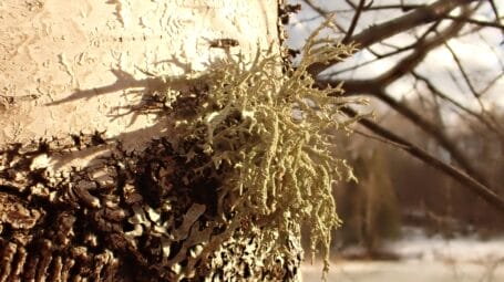 Lichen growing on the trunk of a tree