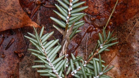 detail image of a hemlock twig with the tell-tale white spots that are hemlock woolly adelgid.