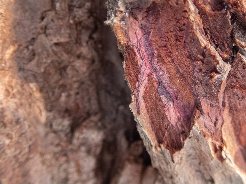 purple bark that helps identify hemlock trees