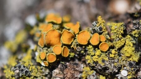 A close-up of pin-cushion sunburst lichen