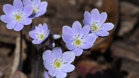 Hepatica wildflower growing on forest floor with brown leaves on the ground