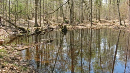 vernal pool on sunny spring day -- shallow body of water with trees around that are just starting to leaf out