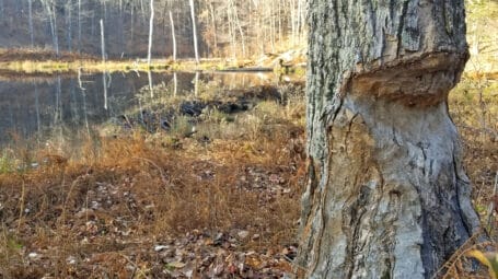 tree trunk with beaver gnawed section in foreground and forested wetland in background