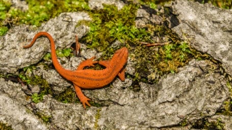 small orange reptile on stones and moss - eft - vermont