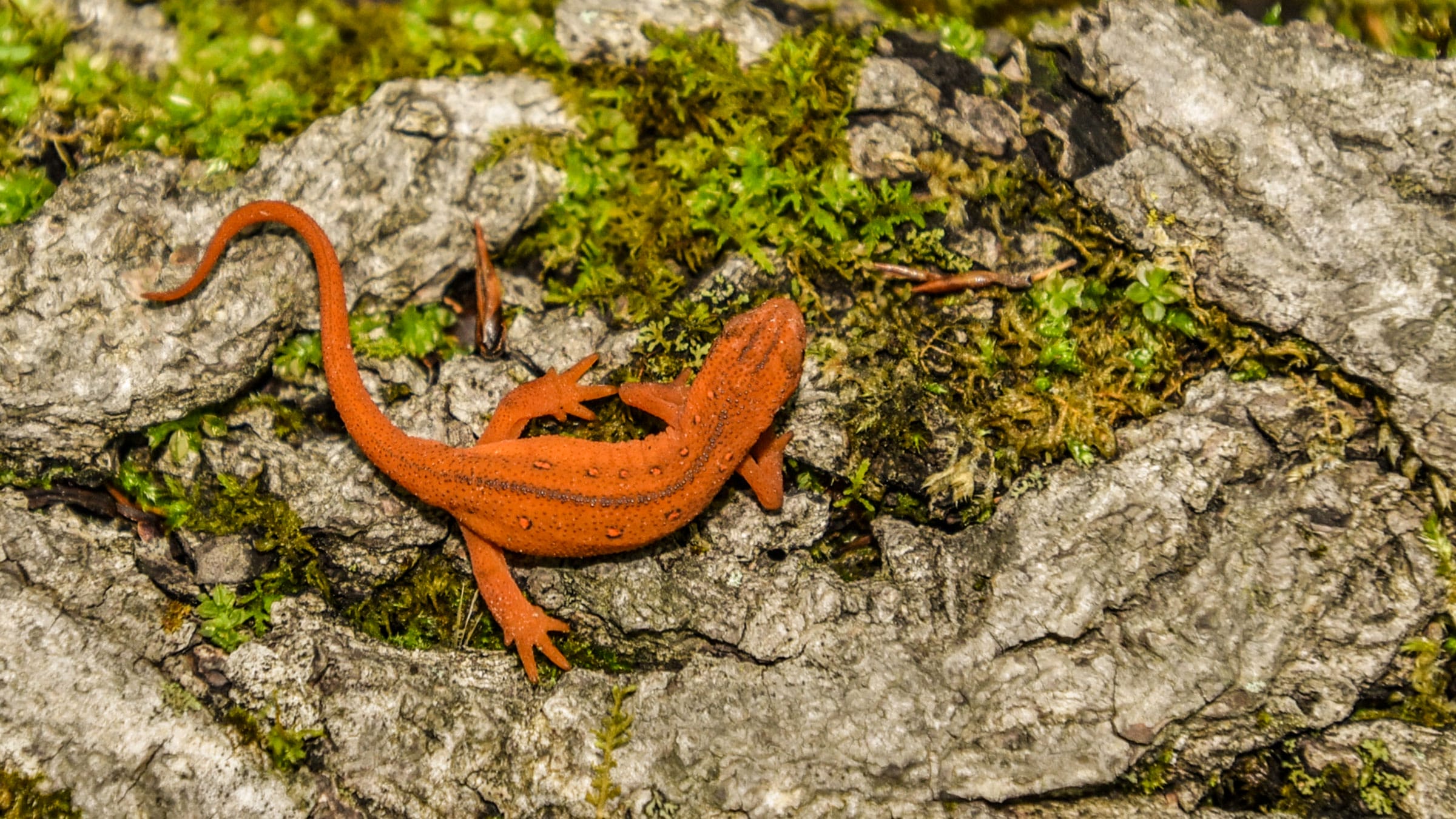 Vernal Pool Reptiles and Amphibians - Vermont Land Trust