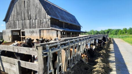 cows in a wood-fenced area around to a weathered wood barn. Lucas Dairy Farm. Orwell. Vermont