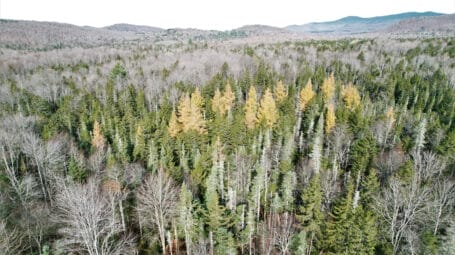 aerial photo of spring time forest -- with evergreens.