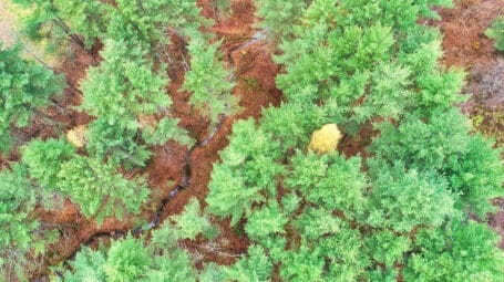 Aerial view of stream restoration in young pine forest_Crooked Creek Vermont