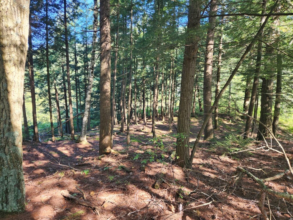 Woods with pine trees and dappled shade. Camp DREAM in Fletcher Vermont