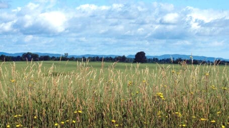 farm field with high grass gone to seed in foreground. Addison County Vermont