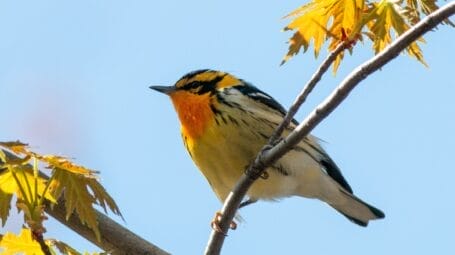 Blackburnian warbler perched on tree branch