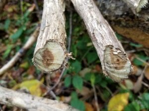 Cut stem of introduced honeysuckle that shows hollow pith.